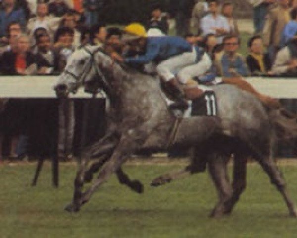 broodmare Grise Mine xx (Thoroughbred, 1981, from Crystal Palace xx)