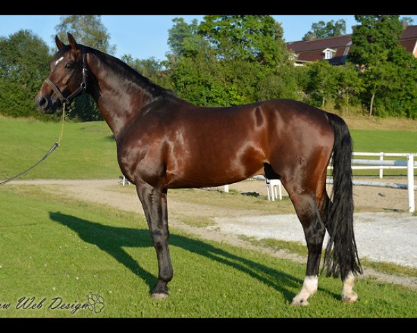 stallion Luxor v. Ganschow (Mecklenburg, 1998, from Lancer III) stallion Luxor v. Ganschow (Mecklenburg, 1998, from Lancer III)