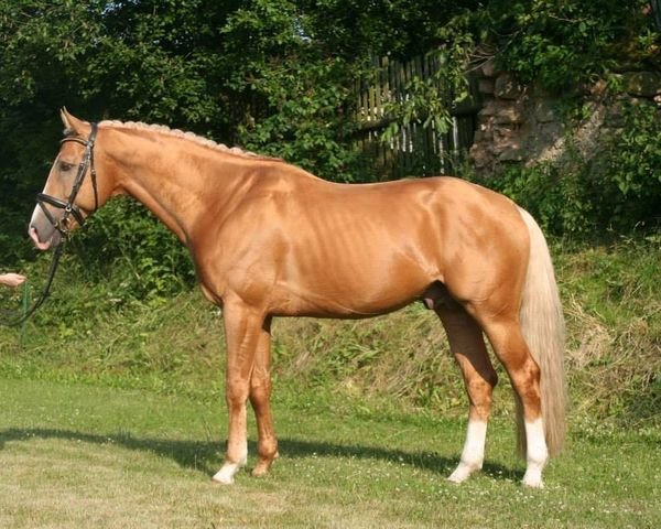 Springpferd Cesarion Kinsky (Tschechisches Warmblut, 2001, von Mineral) Springpferd Cesarion Kinsky (Tschechisches Warmblut, 2001, von Mineral)