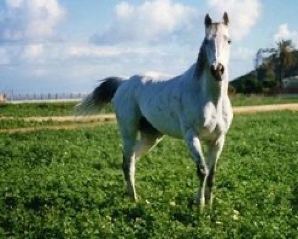 horse Fort Saganne xx (Thoroughbred, 1984, from Crystal Palace xx)