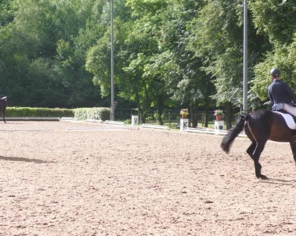 Reitturnier Nürtingen 2022