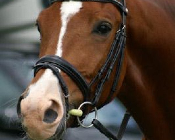 horse Segantini (Trakehner, 2005, from Freudenfest)