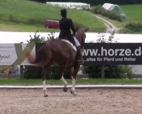 dressage horse Copa Cabana 14 (Hessian Warmblood, 1998, from Charly Chaplin)