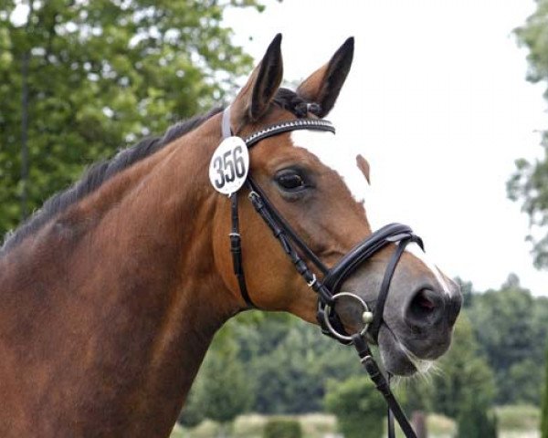 broodmare Schwalbenherzchen (Trakehner, 2007, from Freudenfest) broodmare Schwalbenherzchen (Trakehner, 2007, from Freudenfest)