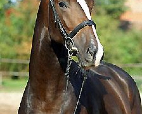 horse Smart and Clever (Trakehner, 2006, from Freudenfest)