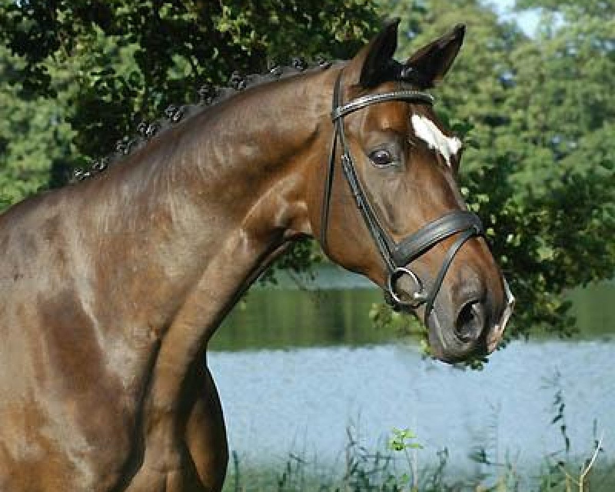 horse Stauffenberg 8 (Trakehner, 1997, from Manrico)