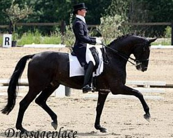 stallion Dark Diamant (Trakehner, 1995, from Davignon I)