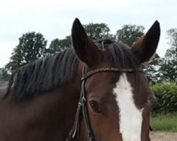 dressage horse Banjaran (German Warmblood, 2012, from Black Ruby)