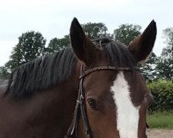 dressage horse Banjaran (German Warmblood, 2012, from Black Ruby)