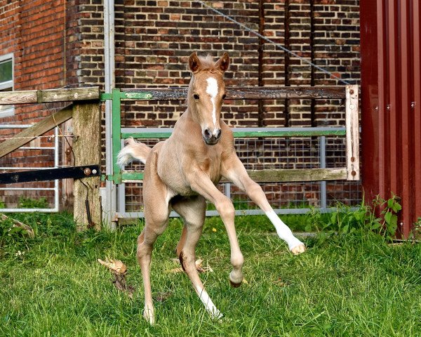 horse River flows in you DQ (German Riding Pony, 2022, from Rivers Dancing AS)