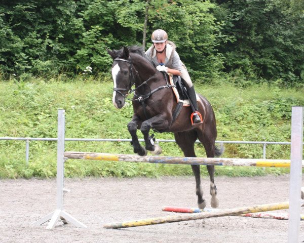 Springpferd Ernie 64 (Hannoveraner, 2006, von Escudo I)