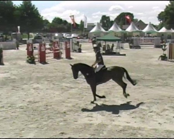 Springpferd Mac Fly 7 (Hannoveraner, 2001, von Metternich)