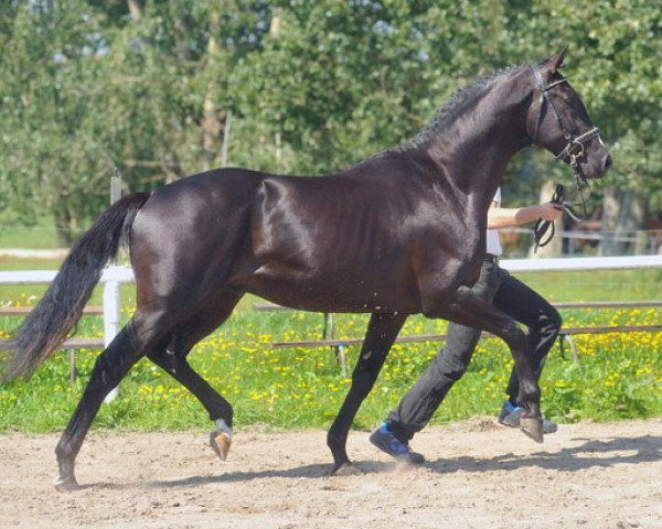 horse Sergeant Major (Trakehner, 2009, from Exclusiv)