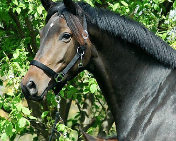 horse Sacre du Printemps (Trakehner, 2004, from Freudenfest)