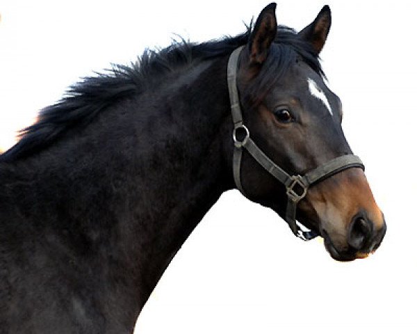 Pferd Shelford (Trakehner, 2005, von Summertime)