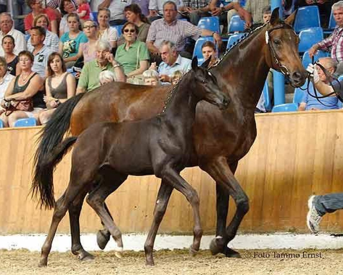 horse Total Ideal (Oldenburg, 2011, from Totilas)