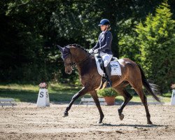 dressage horse Luquito T.m. (Rhinelander, 2014, from Lugato)