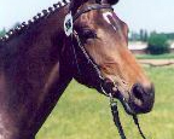 Zuchtstute Schwalbenherz (Trakehner, 1995, von Sir Shostakovich xx)