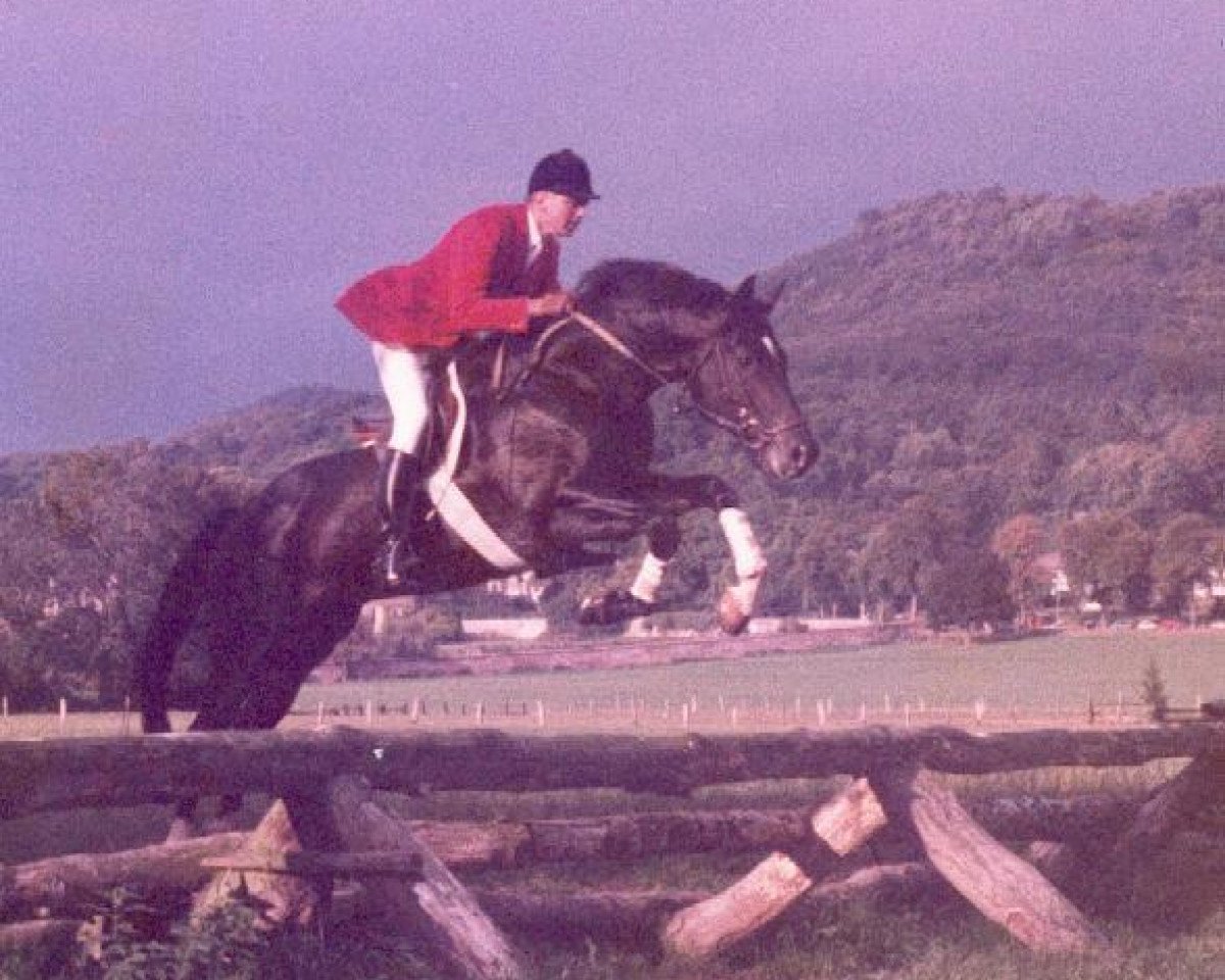 Deckhengst Enrico Caruso (Trakehner, 1978, von Mahagoni)