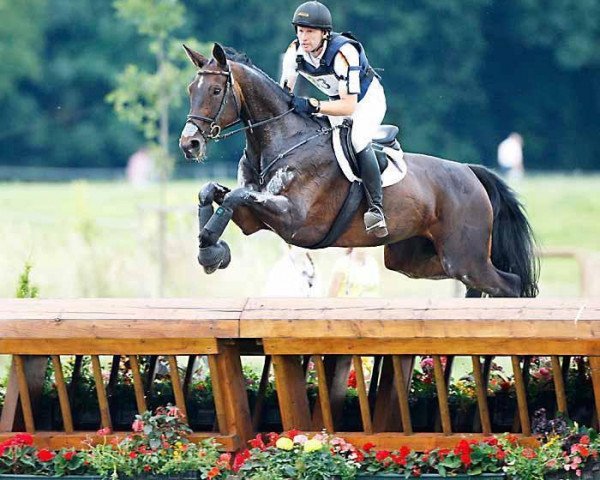 broodmare Serve Well (Hanoverian, 1994, from Sherlock Holmes)