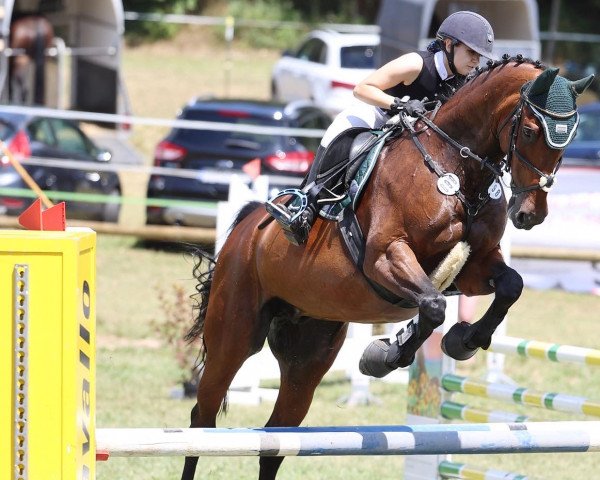 dressage horse Don Ramiro 8 (Oldenburg, 2003, from Donatelli I)