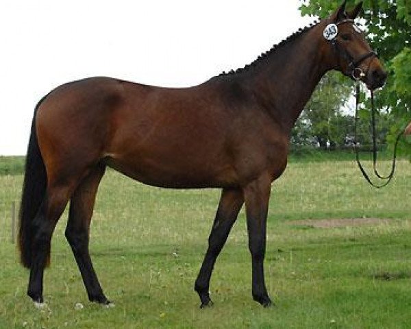 broodmare Sacre de l'Est (Trakehner, 2006, from Freudenfest)