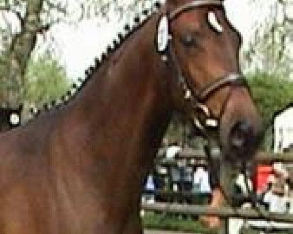 broodmare Sacre Schwalbe (Trakehner, 2002, from Manhattan)