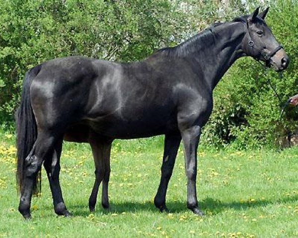 broodmare Sacre Noir (Trakehner, 1994, from Kostolany)