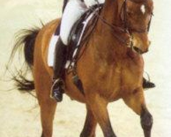horse Esprit 215 (Trakehner, 1990, from Schwadroneur) horse Esprit 215 (Trakehner, 1990, from Schwadroneur)
