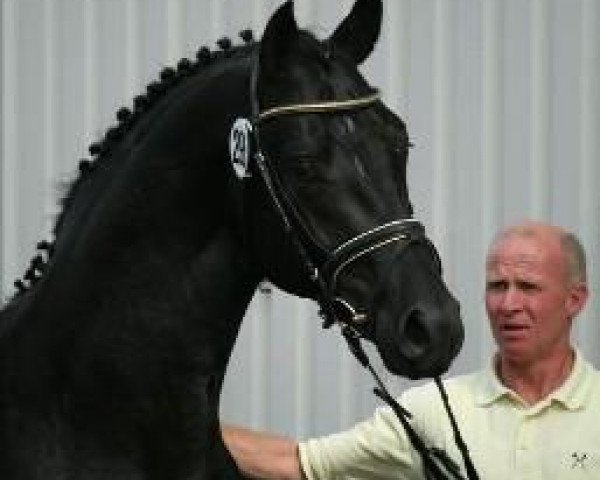 stallion Honeymoon (Hanoverian, 2007, from His Highness) stallion Honeymoon (Hanoverian, 2007, from His Highness)
