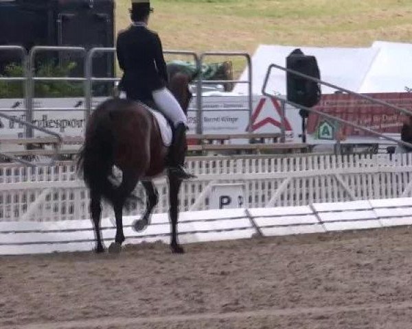 dressage horse Dreamy H 2 (Hanoverian, 2007, from Don Frederico) dressage horse Dreamy H 2 (Hanoverian, 2007, from Don Frederico)