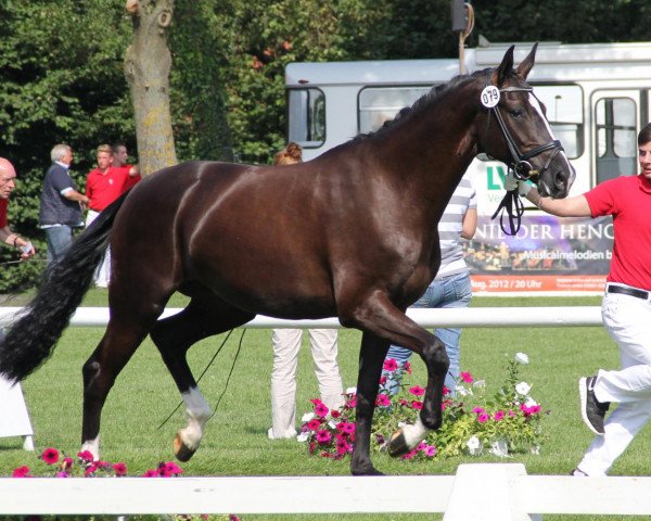 Broodmare Saphira (Westphalian, 2009, from San Amour I)