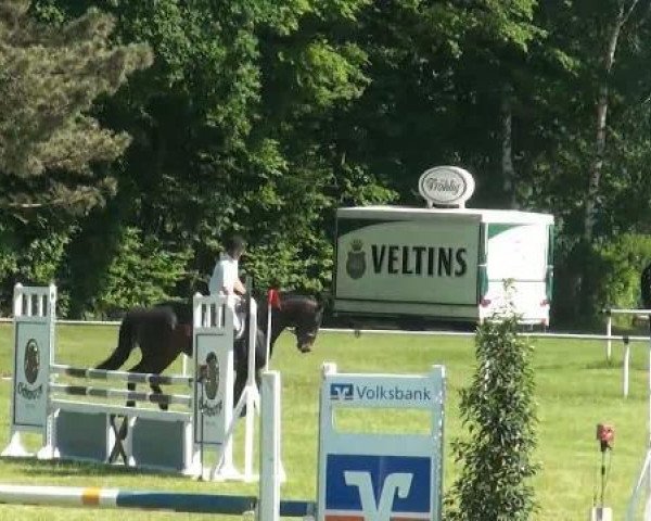 Springpferd Safari 45 (Westfale, 2007, von Stalypso)