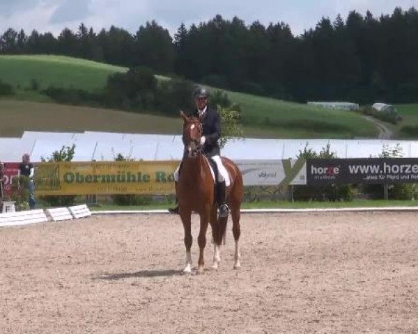 Pferd Dondarius (Hannoveraner, 2007, von Don Frederico) Pferd Dondarius (Hannoveraner, 2007, von Don Frederico)