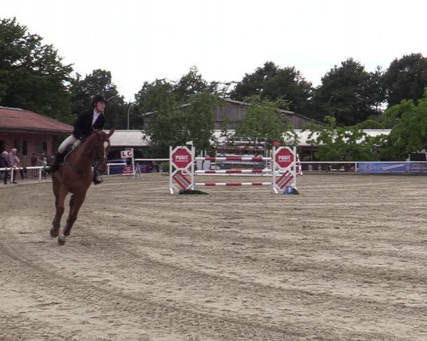 Reitturnier Haren-Raken 2022