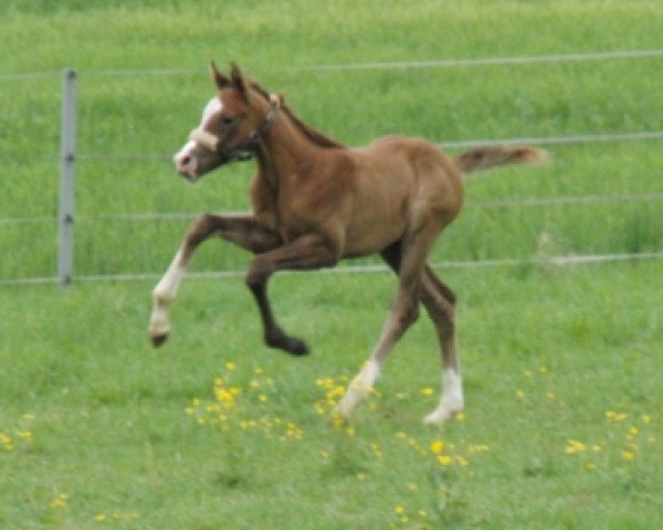 horse Heaven's Dream (Bavarian, 2012, from Don Juan de Hus)