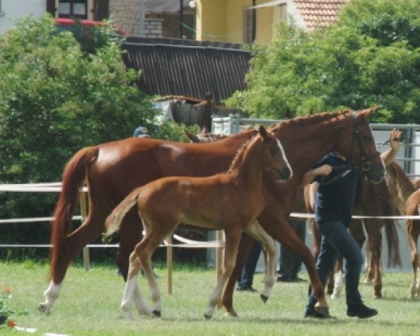 broodmare Glücksfee (Bavarian, 2012, from Quadroneur)