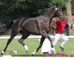 broodmare Sacre-Fleur B (Westphalian, 2009, from San Amour I)