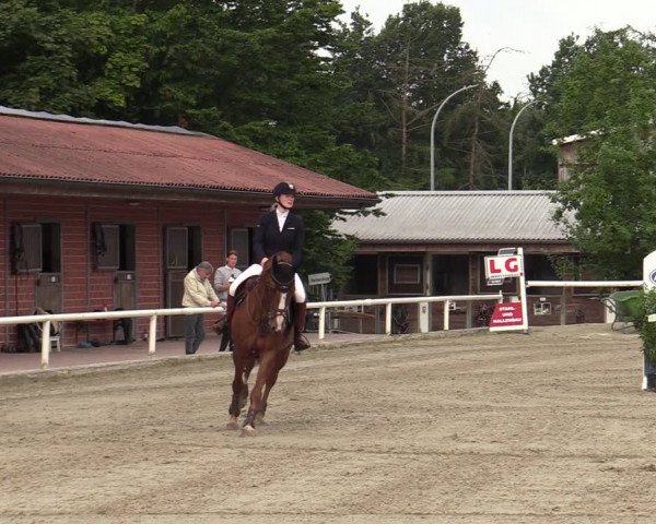 Reitturnier Haren-Raken 2022