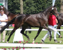 broodmare Ruby OH (Westphalian, 2009, from Rubin Cortes OLD)