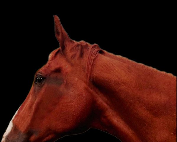 horse Fritz Ferdinand I (Trakehner, 1997, from Tolstoi)
