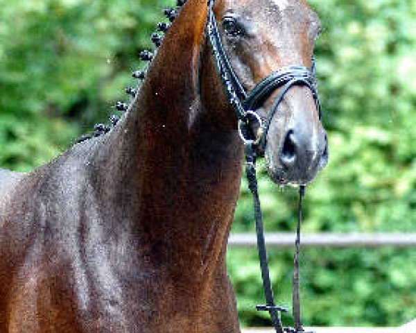 Pferd Kastelango (Trakehner, 2004, von Exclusiv)