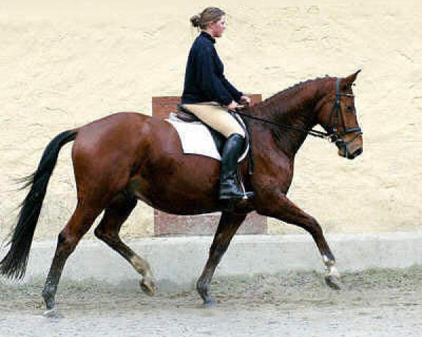Pferd Kasper (Trakehner, 2000, von Exclusiv)