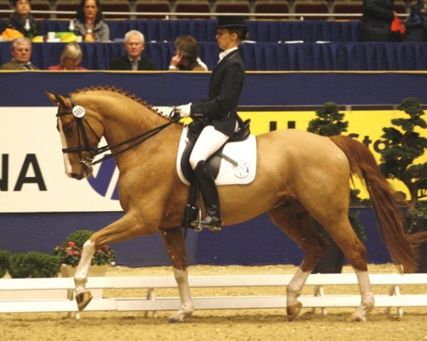 dressage horse Figo 25 (Westphalian, 2003, from Feinsinn)