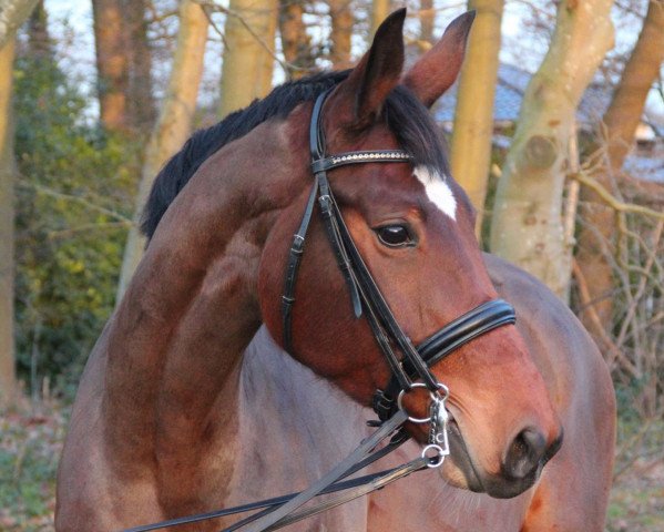 jumper Laber Rhabarber (Oldenburg show jumper, 2006, from Lagavulin)