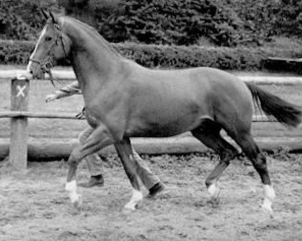 stallion Kaspareit (Trakehner, 1977, from Mozart)