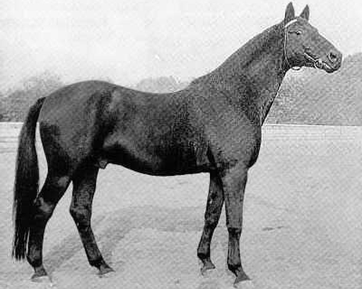 stallion Kosmos (Trakehner, 1956, from Hansakapitän)