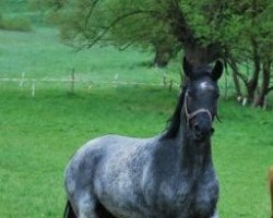 Pferd Samur (Deutsches Reitpony, 2017, von Santiago)