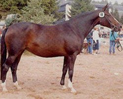 broodmare Miami (Trakehner, 1979, from Matador)