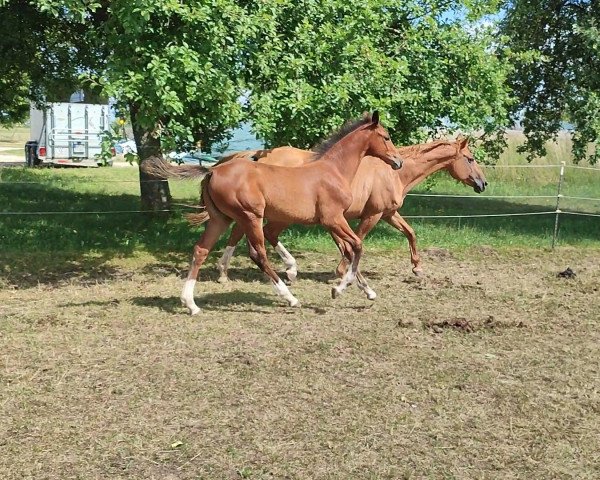 horse Gina JJ (German Sport Horse, 2022, from Global Champion Tn)